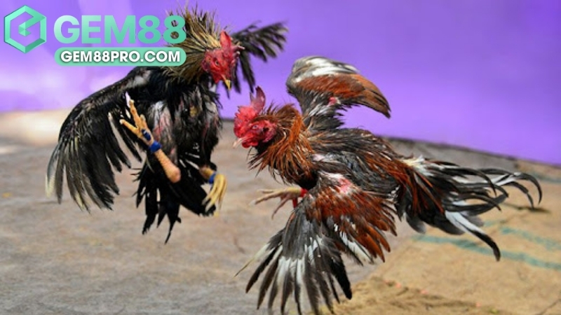 Đá Gà Gem88