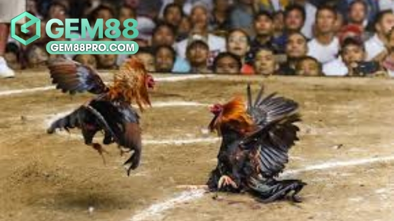 Sảnh đá gà GA28