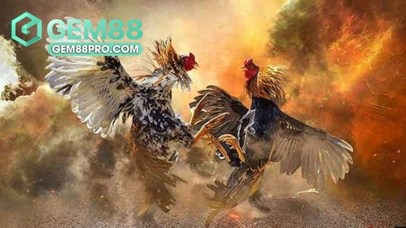 Sảnh đá gà WS168